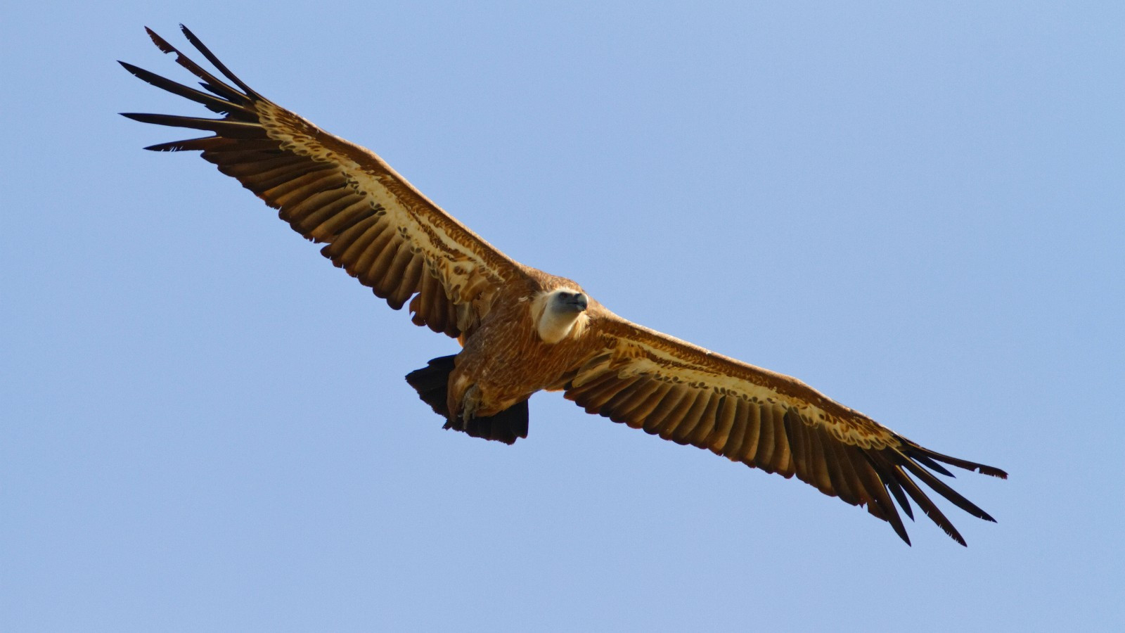 jet ski safari whiteheaded griffon in croatia