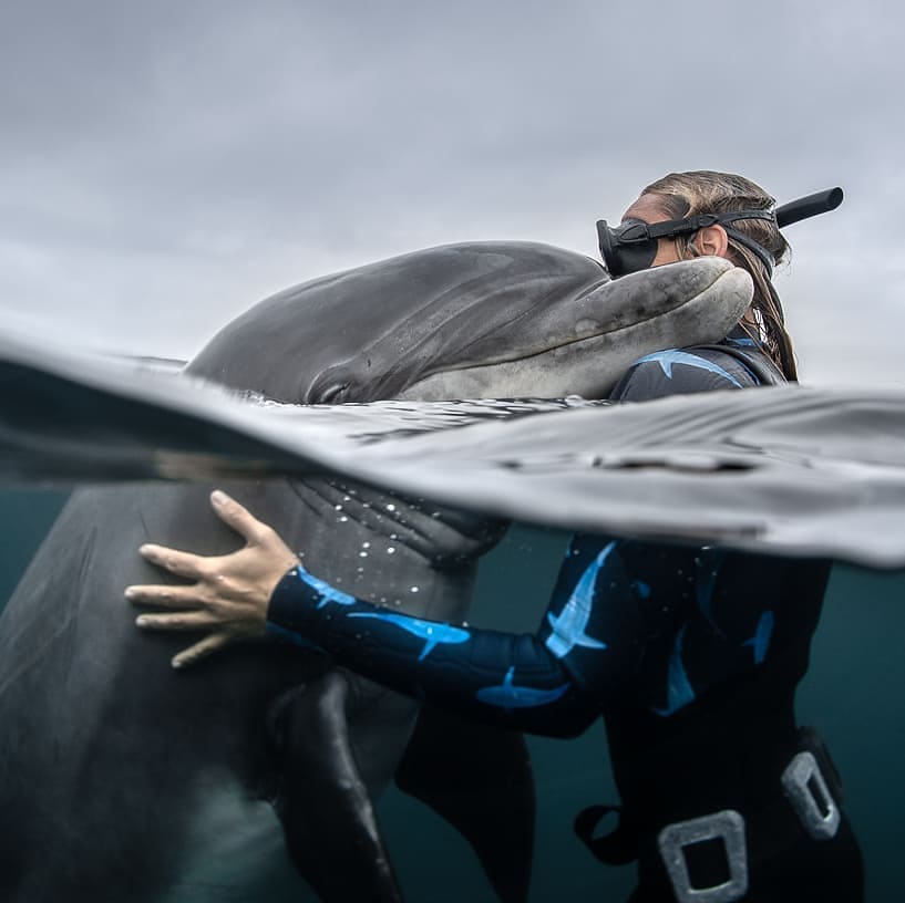 A dolphin and a diver in a hug