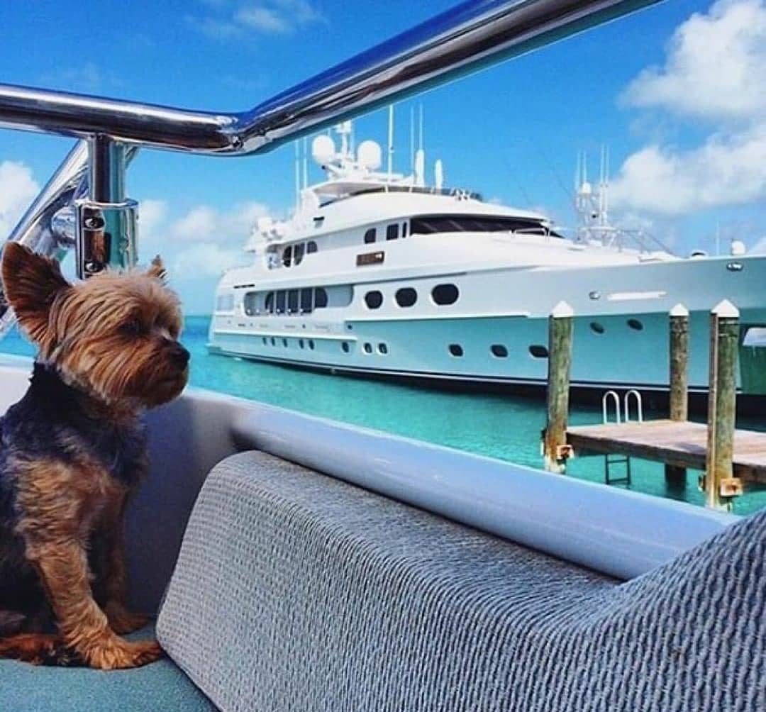 Pets on a yacht