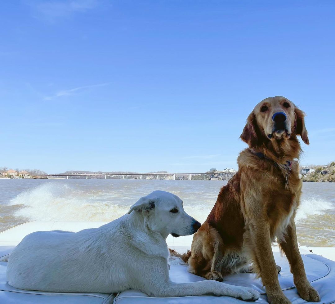 Pets on a yacht